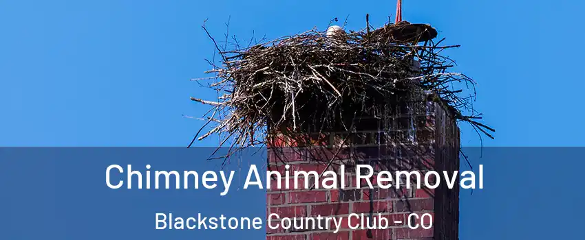 Chimney Animal Removal Blackstone Country Club - CO