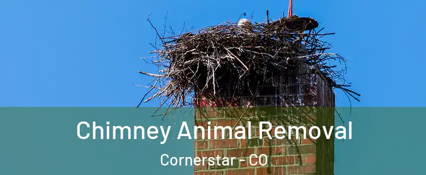 Chimney Animal Removal Cornerstar - CO