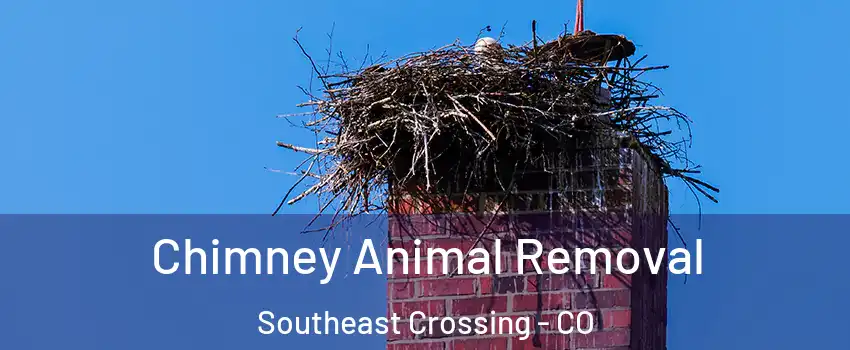 Chimney Animal Removal Southeast Crossing - CO