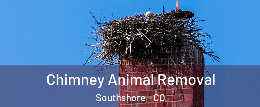 Chimney Animal Removal Southshore - CO