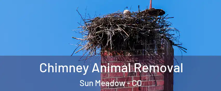 Chimney Animal Removal Sun Meadow - CO