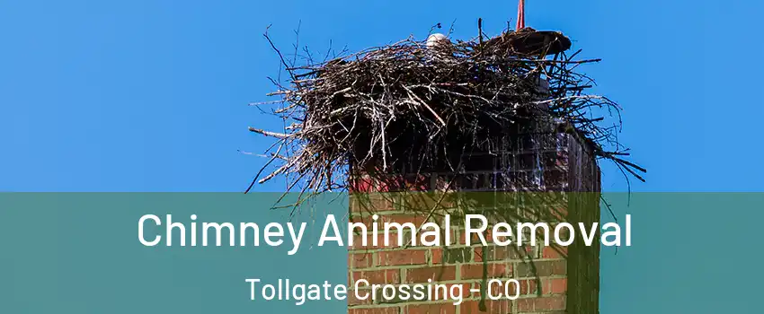 Chimney Animal Removal Tollgate Crossing - CO