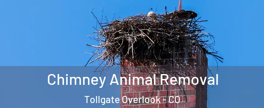 Chimney Animal Removal Tollgate Overlook - CO